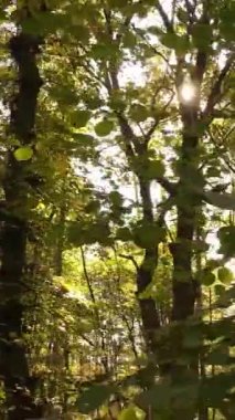 Sonbahar ormanında öğleden sonra dikey video ağaçları