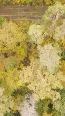 Sonbahar ormanında öğleden sonra dikey video ağaçları