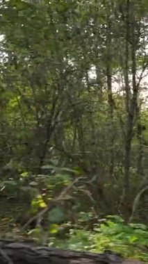 Sonbahar ormanında öğleden sonra dikey video ağaçları