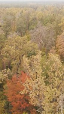 Sonbahar ormanında öğleden sonra dikey video ağaçları