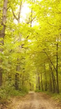 Sonbahar ormanında öğleden sonra dikey video ağaçları