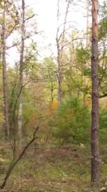 Sonbahar ormanında öğleden sonra dikey video ağaçları