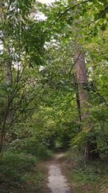 Sonbahar ormanında öğleden sonra dikey video ağaçları