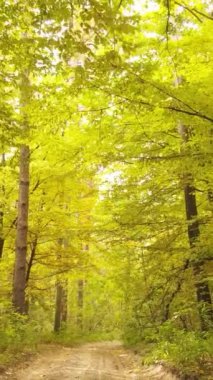 Sonbahar ormanında öğleden sonra dikey video ağaçları