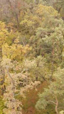 Sonbahar ormanında öğleden sonra dikey video ağaçları