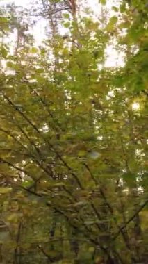 Sonbahar ormanında öğleden sonra dikey video ağaçları