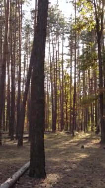 Sonbahar ormanında öğleden sonra dikey video ağaçları