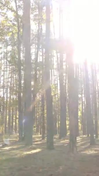 Vídeo árboles verticales en el bosque de otoño por la tarde — Vídeo de stock