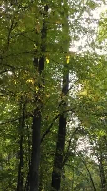 Sonbahar ormanında öğleden sonra dikey video ağaçları — Stok video