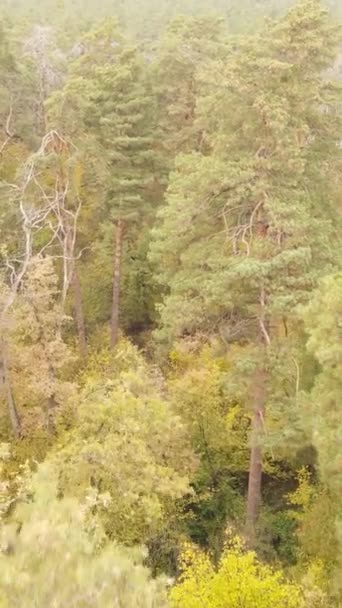 Κατακόρυφα δέντρα βίντεο το φθινόπωρο του δάσους το απόγευμα — Αρχείο Βίντεο