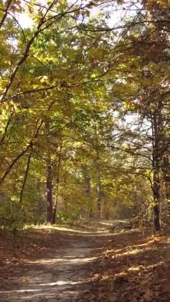 Vertikale Videobäume im herbstlichen Wald am Nachmittag — Stockvideo