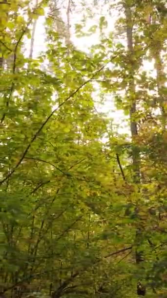 Video alberi verticali nella foresta autunnale nel pomeriggio — Video Stock