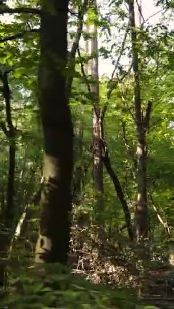 Vertikala videoträd i höstskogen på eftermiddagen — Stockvideo