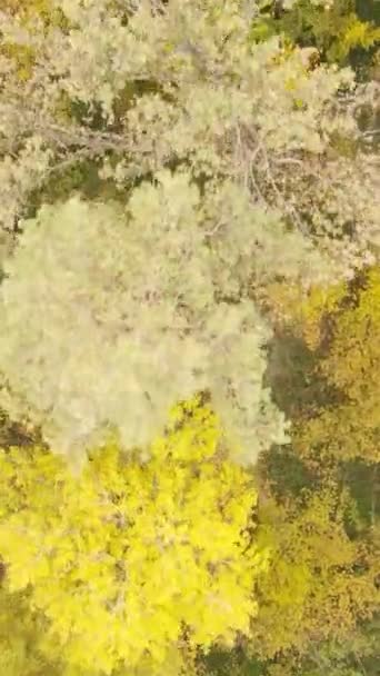 Κατακόρυφα δέντρα βίντεο το φθινόπωρο του δάσους το απόγευμα — Αρχείο Βίντεο