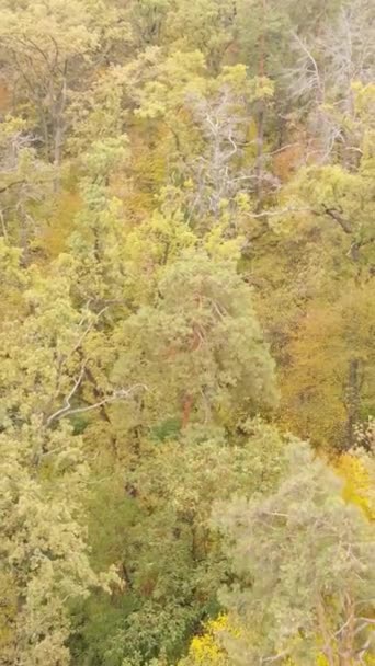 가을 숲 속의 평범 한 나무들 이 오후에 — 비디오