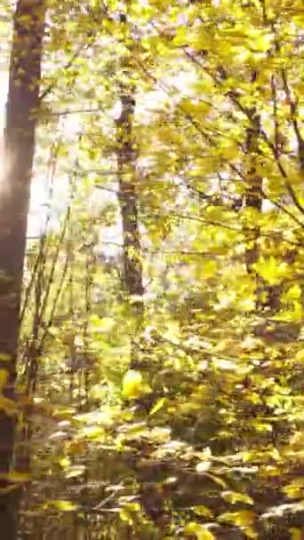 Pionowe drzewa wideo w jesiennym lesie po południu — Wideo stockowe