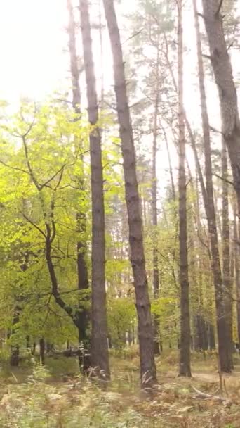 Vertikale Videobäume im herbstlichen Wald am Nachmittag — Stockvideo