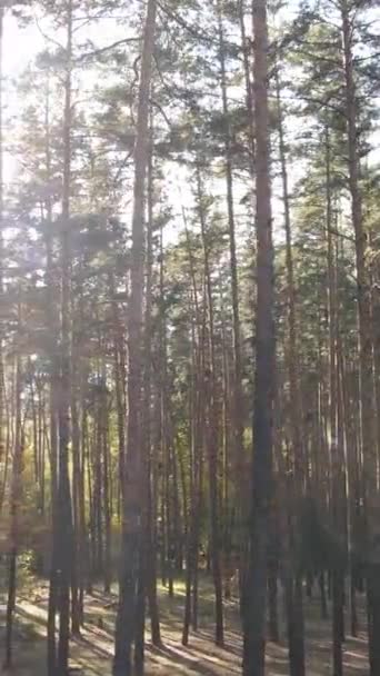 Vertikale Videobäume im herbstlichen Wald am Nachmittag — Stockvideo