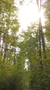 Sonbahar ormanında öğleden sonra dikey video ağaçları