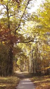 Sonbahar ormanında öğleden sonra dikey video ağaçları