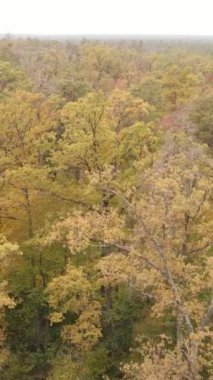 Sonbahar ormanında öğleden sonra dikey video ağaçları