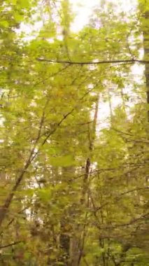 Sonbahar ormanında öğleden sonra dikey video ağaçları