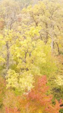 Sonbahar ormanında öğleden sonra dikey video ağaçları