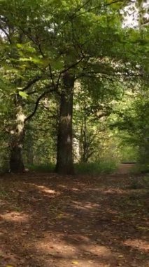 Sonbahar ormanında öğleden sonra dikey video ağaçları