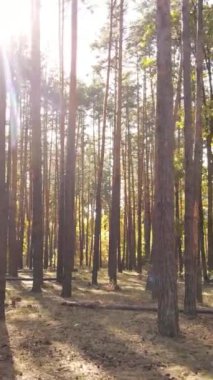 Gündüz ağaçlı dikey sonbahar ormanı