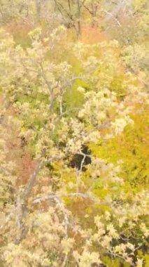 Gündüz ağaçlı dikey sonbahar ormanı