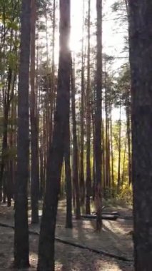 Gündüz ağaçlı dikey sonbahar ormanı