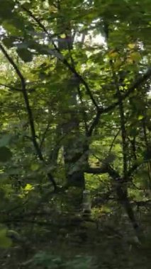 Gündüz ağaçlı dikey sonbahar ormanı