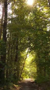 Gündüz ağaçlı dikey sonbahar ormanı