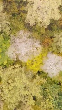 Gündüz ağaçlı dikey sonbahar ormanı