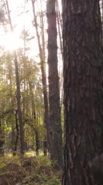 Gündüz ağaçlı dikey sonbahar ormanı