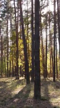 Gündüz ağaçlı dikey sonbahar ormanı