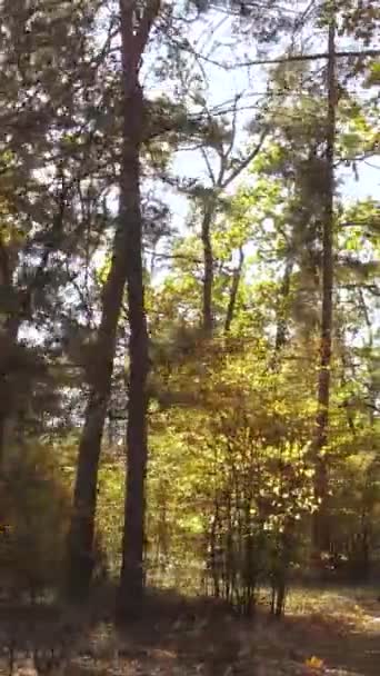 Вертикальні відеодерева в осінньому лісі вдень — стокове відео