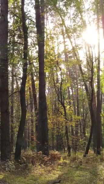 Vídeo árboles verticales en el bosque de otoño por la tarde — Vídeos de Stock