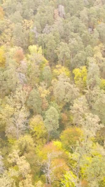 Video alberi verticali nella foresta autunnale nel pomeriggio — Video Stock