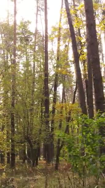 Vertikale Videobäume im herbstlichen Wald am Nachmittag — Stockvideo