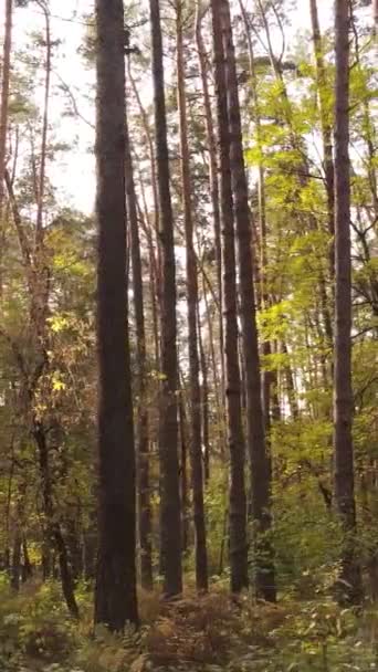 Árvores de vídeo verticais na floresta de outono à tarde — Vídeo de Stock