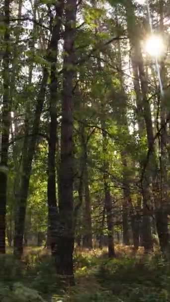 Vertikale Videobäume im herbstlichen Wald am Nachmittag — Stockvideo