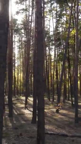 Вертикальні відеодерева в осінньому лісі вдень — стокове відео