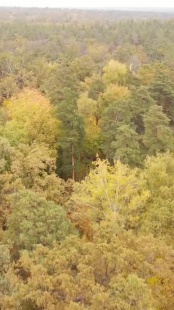 Árvores de vídeo verticais na floresta de outono à tarde — Vídeo de Stock