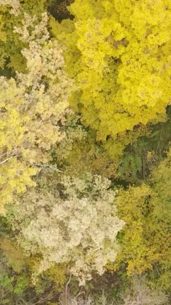 Arbres vidéo verticaux dans la forêt d'automne dans l'après-midi — Video