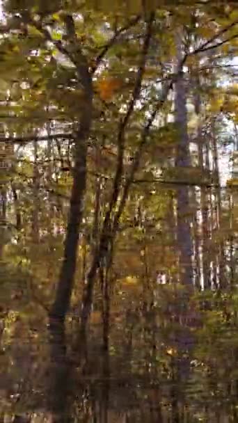 Pionowe wideo jesienny las z drzewami w dzień — Wideo stockowe