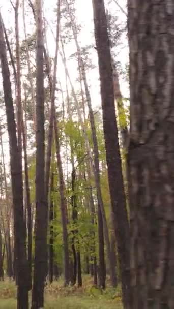 Vertikal video höst skog med träd på dagen — Stockvideo