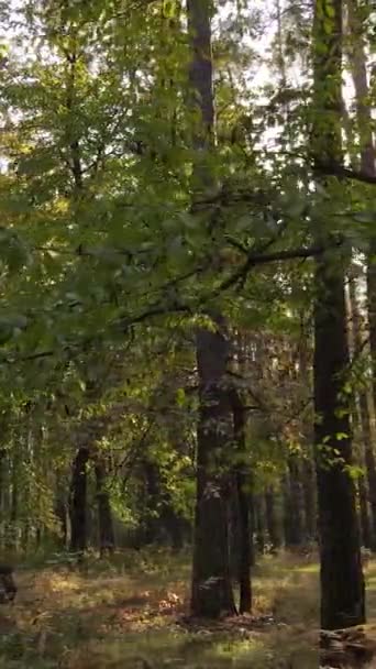 Vertikal video höst skog med träd på dagen — Stockvideo