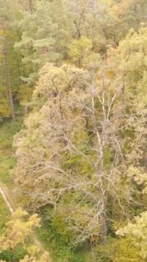 Gündüz ağaçlı dikey sonbahar ormanı