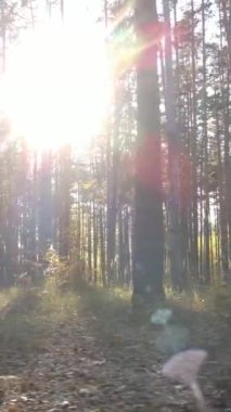 Gündüz ağaçlı dikey sonbahar ormanı